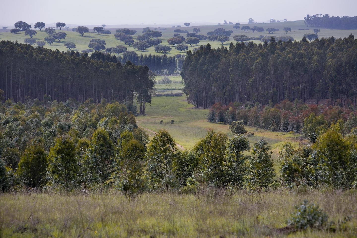 Mysustainableforest_projeto.jpeg