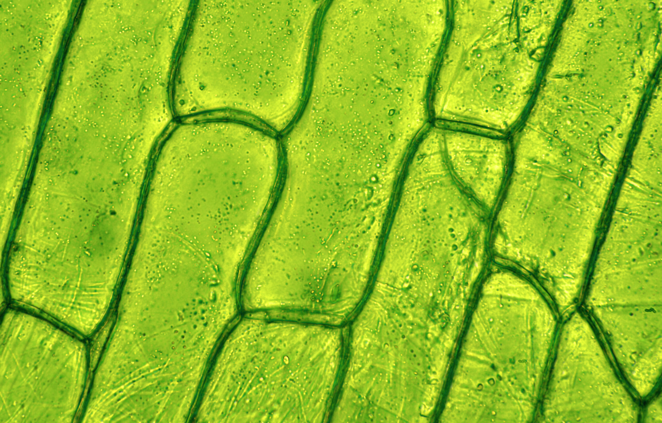Plant,Cell,Under,Microscop