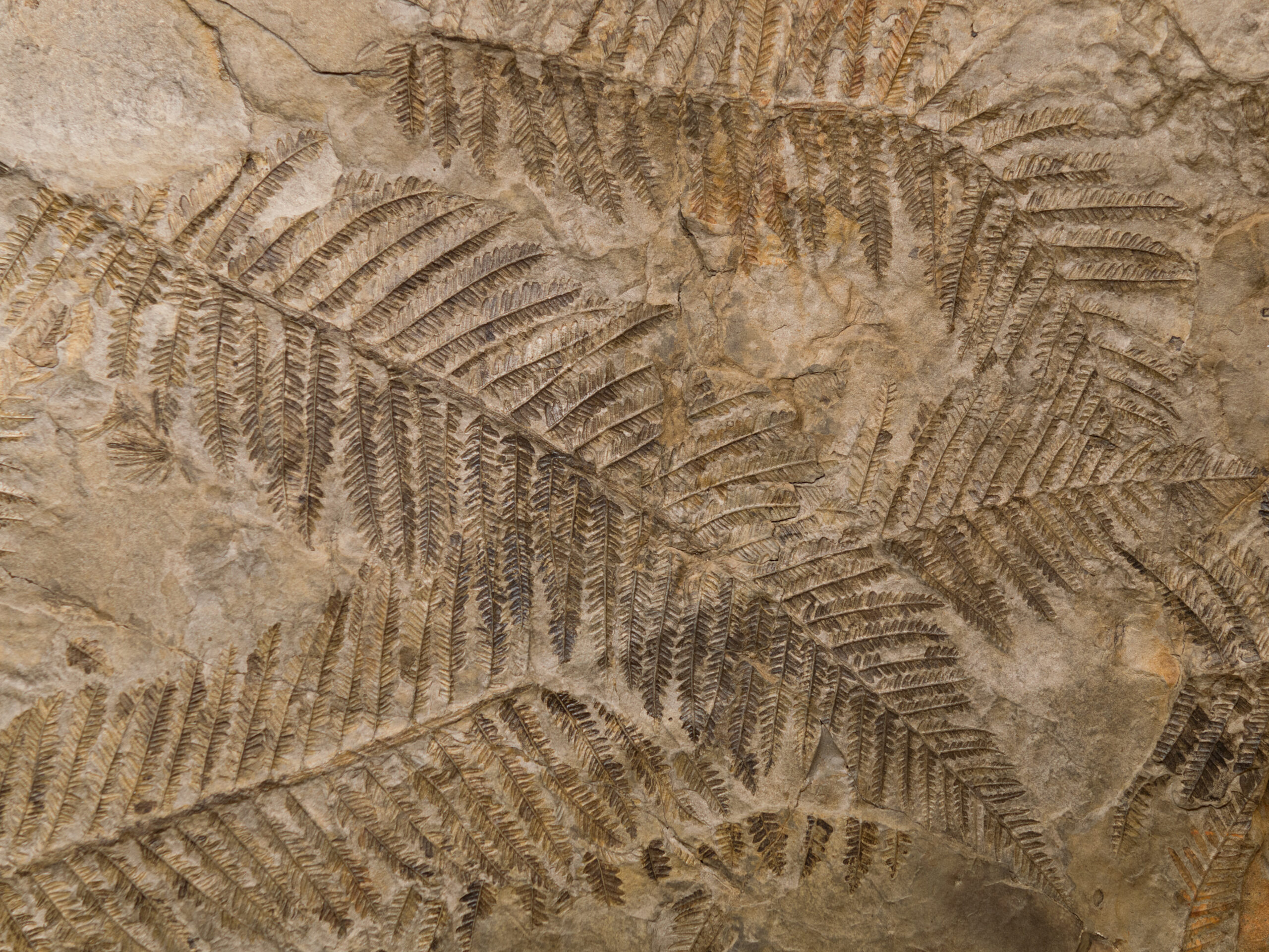 Petrified,Prehistorical,Ferns,Frond,Imprint,On,Stone,With,Plants,Branches